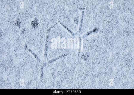 Graureiher, Fußabdrücke eines Graureihers im Schnee und EIS auf einem zugefrorenen Bach, Winter, Grau-Reiher, Fischreiher, Reiher, Ardea cinerea, Grey Banque D'Images