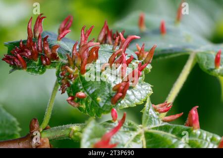 Lindengallmilbe, Linden-Gallmilbe, Gallmilbe, Stiftgalle, Stiftgallen, Galle, Gallen auf Linde, Lindenblatt, Tilia, Eriophyes tiliae, lime nail-gall m Banque D'Images