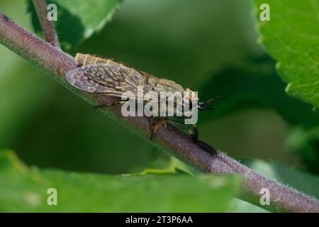 Regenbremse, Regen-Bremse, Regenbogenbremse, Regenbogen-Bremse, Blinde Fliege, Gewitterbremse, Bremse, Haematopota pluvialis, mouche commune, cheval Banque D'Images