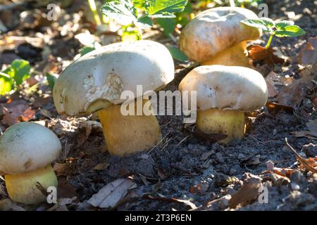 Wurzelnder Bitter-Röhrling, Wurzelnder Bitterröhrling, Bitterschwamm, Caloboletus radicans, Boletus radicans, Boletus albidus, enracinement bolète ou whiti Banque D'Images