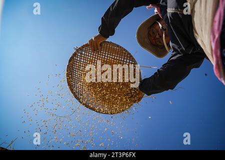 Lalitpur, Népal. 26 octobre 2023. Un agriculteur vint du paddy à Lalitpur, au Népal, le 26 octobre 2023. Crédit : Hari Maharjan/Xinhua/Alamy Live News Banque D'Images