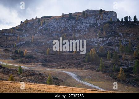 Mélèzes dorés sur une montagne dans les Dolomites Banque D'Images