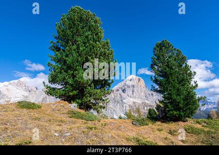 Deux pins dans les montagnes Dolomites Banque D'Images