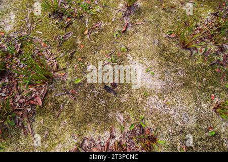 Herbe verte et mousse toile de fond et texture sur la surface du sol. Texture verte d'herbe et de mousse sur le fond de surface du sol. Banque D'Images