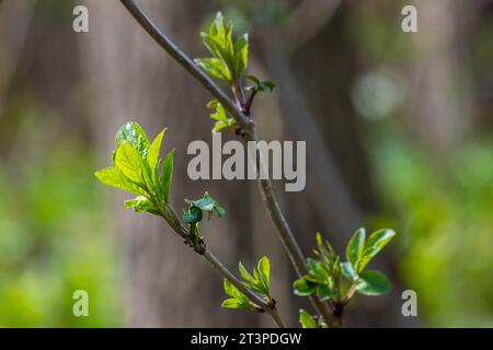 Grosses branches de bourgeons verts. Les jeunes feuilles vertes sortent des bourgeons verts épais. branches avec nouveau feuillage illuminées par le soleil de jour. Début du printemps. Banque D'Images