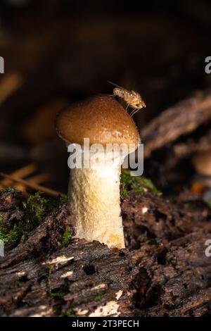 Mouche du genre Suillia assise sur un champignon bulbeux du miel (Armillaria gallica) Banque D'Images