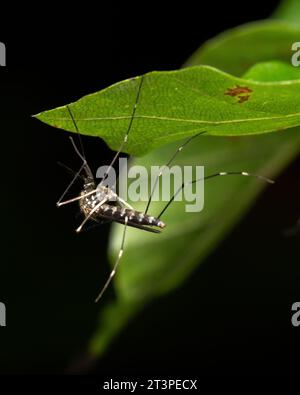 Tiger Mosquito assis sur une feuille dans la forêt Banque D'Images