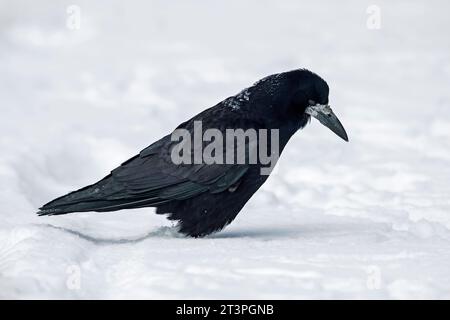 Rook (Corvus frugilegus) se nourrissant au sol dans la neige en hiver Banque D'Images