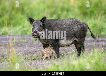 Sanglier (sus scrofa) truie / femelle avec porcelet se nourrissant dans le champ en été Banque D'Images