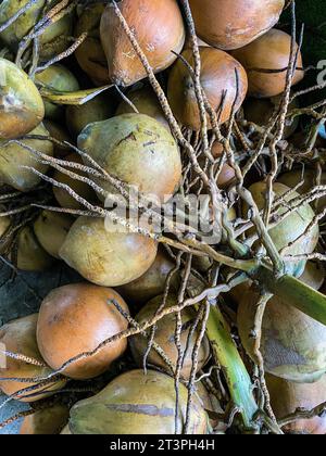 Vietnam, environs de Saigon (Ho Chi Minh ville), noix de coco Banque D'Images