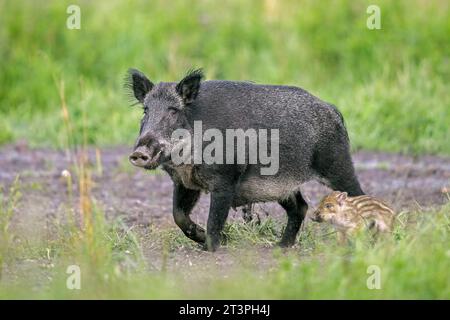 Sanglier (sus scrofa) truie / femelle avec porcelet se nourrissant dans le champ en été Banque D'Images