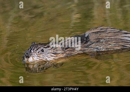 Rat musqué (Ondatra zibethicus) nageant dans un étang, rongeur semi-aquatique indigène d'Amérique du Nord et espèces introduites dans certaines parties de l'Europe Banque D'Images