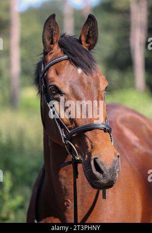 Un gros plan la tête et le cou d'un cheval de baie intelligent. Un hprse sportif irlandais portant une bride en cuir traditionnelle avec une bande frontale cavesson. Suffolk Royaume-Uni Banque D'Images