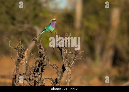 Rouleau à bretelles lilas (Coracias caudata) perché sur un arbre, Réserve de gibier de Mashatu, Botswana. Banque D'Images