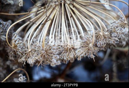 Ombeaux récoltés de carotte (Daucus carota subsp. sativus) avec des graines mûres Banque D'Images