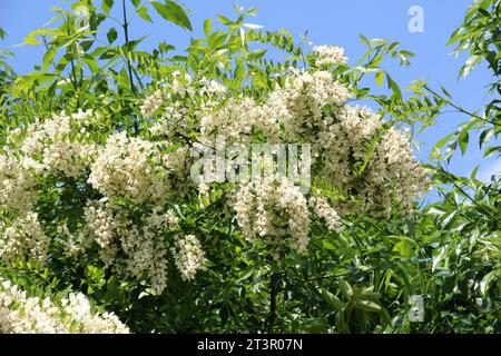 Au printemps, l'acacia blanc (Robinia pseudoacacia) fleurit à l'état sauvage Banque D'Images