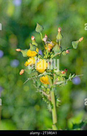 Champ de floraison Chard d'oie, Sonchus arvensis Banque D'Images
