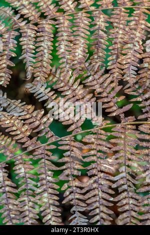 résumé de frondes ou feuilles de fougères dans un bois d'automne formant un motif en zig-zag et une composition naturelle abstraite. Banque D'Images