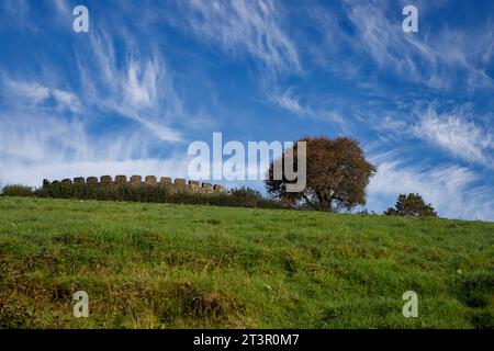 Les remparts d'un château surplombent une colline herbeuse avec un grand arbre au château de Restormel, en Cornouailles, en Angleterre. Banque D'Images