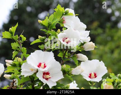 En été, le buisson hibiscus fleurit dans la nature Banque D'Images