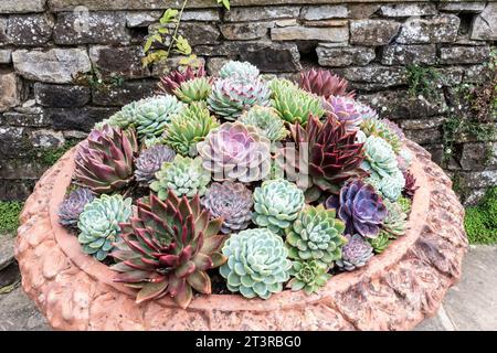 SUCCULENTES Sempervivum tectorum, houseleek commun, espèce de la famille des plantes à fleurs Crassulaceae, indigène du sud de l'Europe, dans un pot en terre cuite orné Banque D'Images