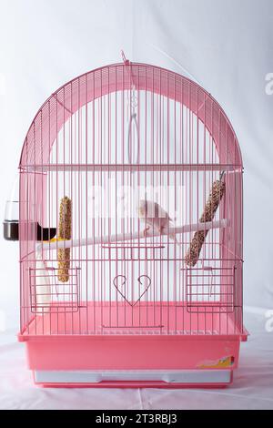 Un bourgeon blanc regarde hors d'une cage rose. Banque D'Images