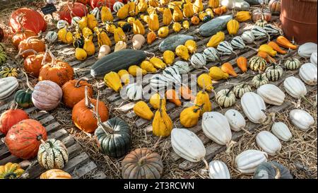 Des variétés de citrouilles et de squash anglaises sont exposées dans un magasin de ferme typique du Royaume-Uni. Affichage précis et attrayant des produits automnaux dans la serre avec base de paille Banque D'Images
