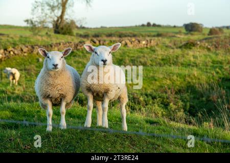 Deux moutons debout côte à côte regardant la caméra Banque D'Images