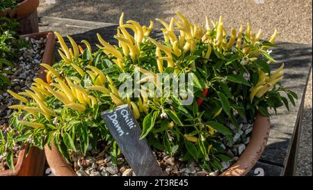 CHILLI DAWN CHILLIES AVEC ÉTIQUETTE EN TERRE CUITE POT mûrissant ensoleillé à l'extérieur. Chilli Dawn passe du jaune clair à l'orange, puis au rouge à mesure qu'ils mûrissent. Banque D'Images