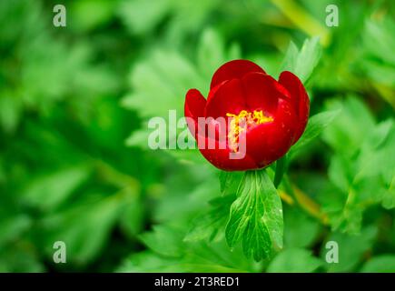 Belle Paeonia peregrina dans la forêt, Roumanie Banque D'Images