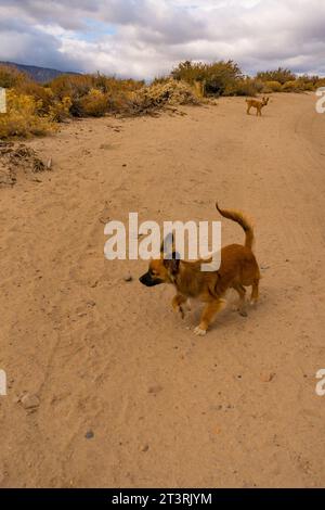 Deux petits chiots bronzés sur un chemin de terre en randonnée dans les montagnes de la sierra nevada à l'extérieur de Bishop, californie. Banque D'Images