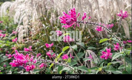 ROSE sage salvia involucrata Hidalgo. Avec Miscanthus sinensis ''Kaskade' graminées derrière. Salvia involucrata, la sauge de la feuille de rose, est une espèce de plante à fleurs de la famille des sauges Lamiaceae. Cette plante herbacée vivace est originaire des États mexicains de Puebla, Tamaulipas et Veracruz, et pousse dans des endroits ombragés tels que le bord des forêts Banque D'Images