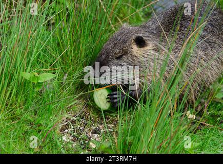 rat de l'eau mangeant un concombre assis dans l'herbe. Gros plan du museau et des pattes avec des griffes nutria. l'animal tient un concombre avec ses membres antérieurs. Banque D'Images