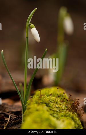 Galanthus (Galanthus nivalis) fleur dans la forêt du début du printemps, Ukraine Banque D'Images