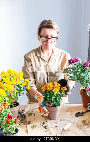 Femme de 50 ans transplantant des fleurs de chrysanthème d'automne dans des pots, décorant la terrasse ou le balcon de la maison avec des fleurs Banque D'Images