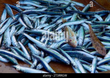 anchois capturés par les pêcheurs le matin dans la mer Banque D'Images