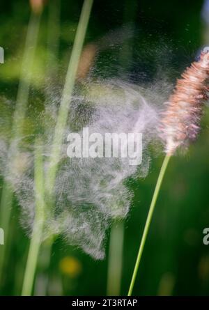 Herbe de queue de bœuf des prairies flottant dans la brise avec mouvement et flou envoyant son pollen dans l'air - Sud-est du Royaume-Uni Banque D'Images