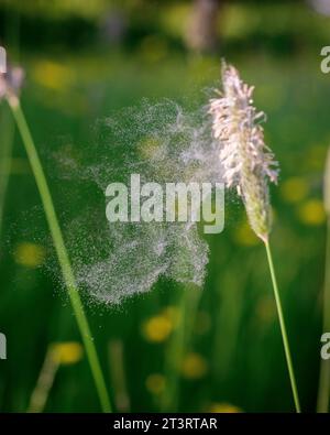 Herbe de queue de bœuf des prairies flottant dans la brise avec mouvement et flou envoyant son pollen dans l'air - Sud-est du Royaume-Uni Banque D'Images