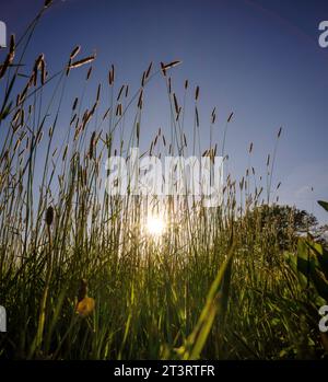 L'herbe des prairies flotte dans la brise avec le mouvement et le flou mis contre un ciel bleu d'été dans le sud-est du Royaume-Uni Banque D'Images