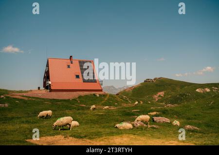 Troupeau de moutons dans les prairies du Parc National des Pyrénées, Pyrénées Atlantiques, France. Photo de haute qualité Banque D'Images