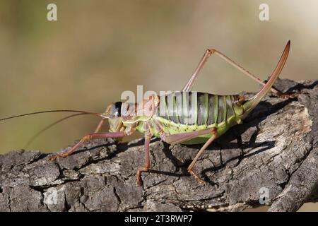 Gros plan naturel sur la grande Méditerranée Western Saddle Bush-Cricket, Ephippiger diurnus sur bois Banque D'Images