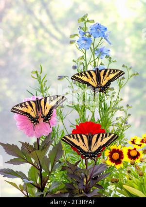 Macro de 3 queues d'araignée de tigre de l'Ouest (Papilio rutulus) se nourrissant ensemble d'un delphinium. Vue de dessus avec ailes écartées ouvertes. Banque D'Images