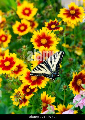 Macro d'une queue d'aronde de tigre occidental (Papilio rutulus) dans un jardin de fleurs avec des ailes étendues ouvertes - se nourrissant de fleurs rouges et jaunes coreopsis Banque D'Images