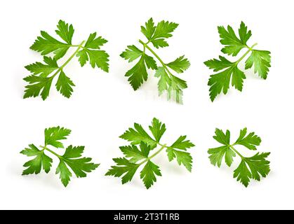 Feuilles vertes de persil isolé sur blanc, vue de dessus. Banque D'Images