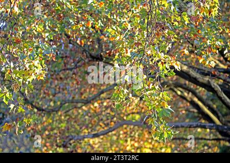 Straßenbäume als Luftverbesserer Platanen als große, widerstandsfähige Straßenbäume in der Stadt im Herbst während der Laubfärbung *** les arbres de rue comme assainisseurs d'air les arbres de Sycomore comme les grands arbres de rue robustes dans la ville en automne pendant la coloration du feuillage crédit : Imago/Alamy Live News Banque D'Images