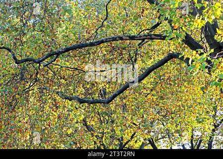 Straßenbäume als Luftverbesserer Platanen als große, widerstandsfähige Straßenbäume in der Stadt im Herbst während der Laubfärbung *** les arbres de rue comme assainisseurs d'air les arbres de Sycomore comme les grands arbres de rue robustes dans la ville en automne pendant la coloration du feuillage crédit : Imago/Alamy Live News Banque D'Images