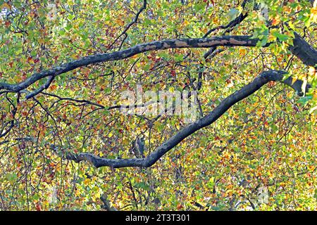 Straßenbäume als Luftverbesserer Platanen als große, widerstandsfähige Straßenbäume in der Stadt im Herbst während der Laubfärbung *** les arbres de rue comme assainisseurs d'air les arbres de Sycomore comme les grands arbres de rue robustes dans la ville en automne pendant la coloration du feuillage crédit : Imago/Alamy Live News Banque D'Images