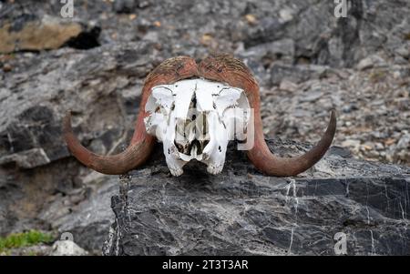 Crâne de bœuf musqué dans le fjord de Segelsällskapet, Groenland oriental Banque D'Images