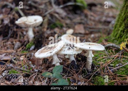 Groupe de fausses calottes (Amanita citrina) dans une forêt Banque D'Images