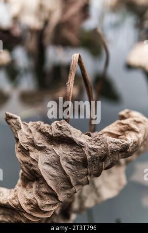 Les feuilles de lotus fanées de l'étang Banque D'Images